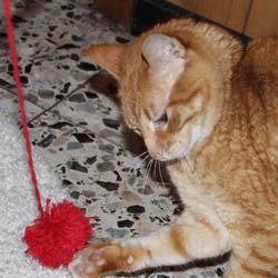 Katzenangel selber machen